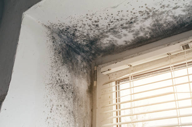 Trusted Attic Mold Removal service in Smithfield, NC - Cheap Mold Removal