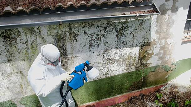 Top rated local Basement Mold Removal specialists in Smithfield, NC